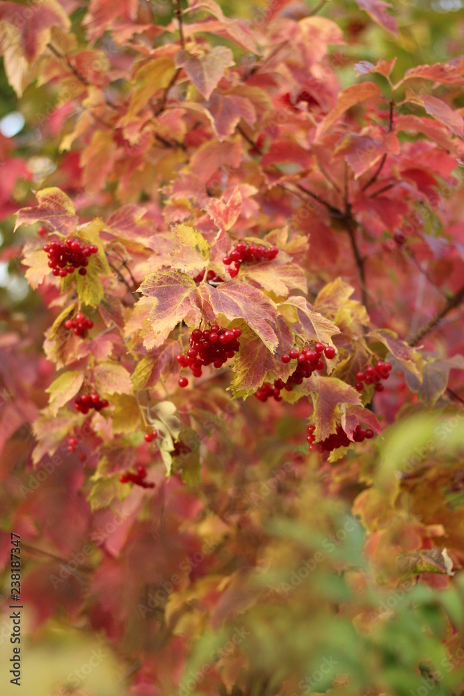 autumn leaves tree autumn nature red berry October forest autumn leaves tree autumn nature red berry October forest