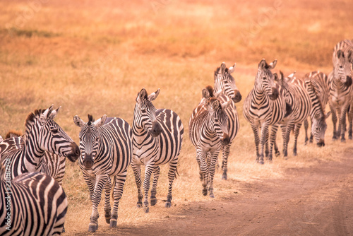 Herd of zebras in african savannah. Zebra with pattern of black and white stripes. Wildlife scene from nature in Africa. Safari in National Park Ngorongoro Crater, Tanzania.