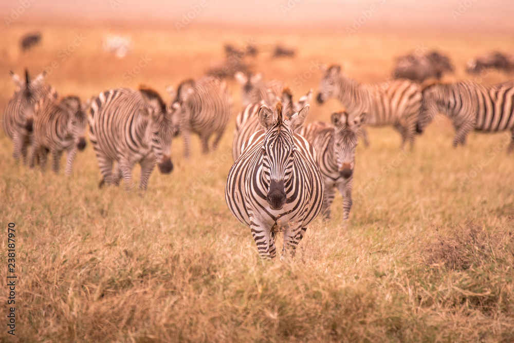 Fototapeta premium Herd of zebras in african savannah. Zebra with pattern of black and white stripes. Wildlife scene from nature in Africa. Safari in National Park Ngorongoro Crater, Tanzania.