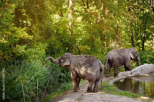 Elefants in Zoo