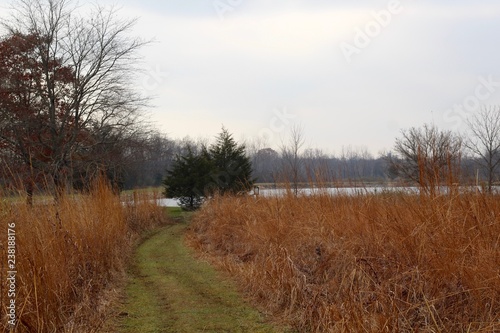 The grass path down to the lake in the background.