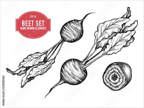 Vector collection of hand drawn black and white beet