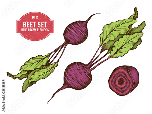 Vector collection of hand drawn colored  beet