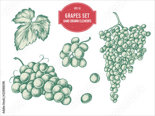 Vector collection of hand drawn pastel grapes