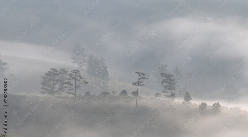 Pine forest valley in mistty morning