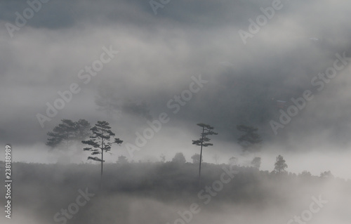 Pine forest valley in mistty morning photo