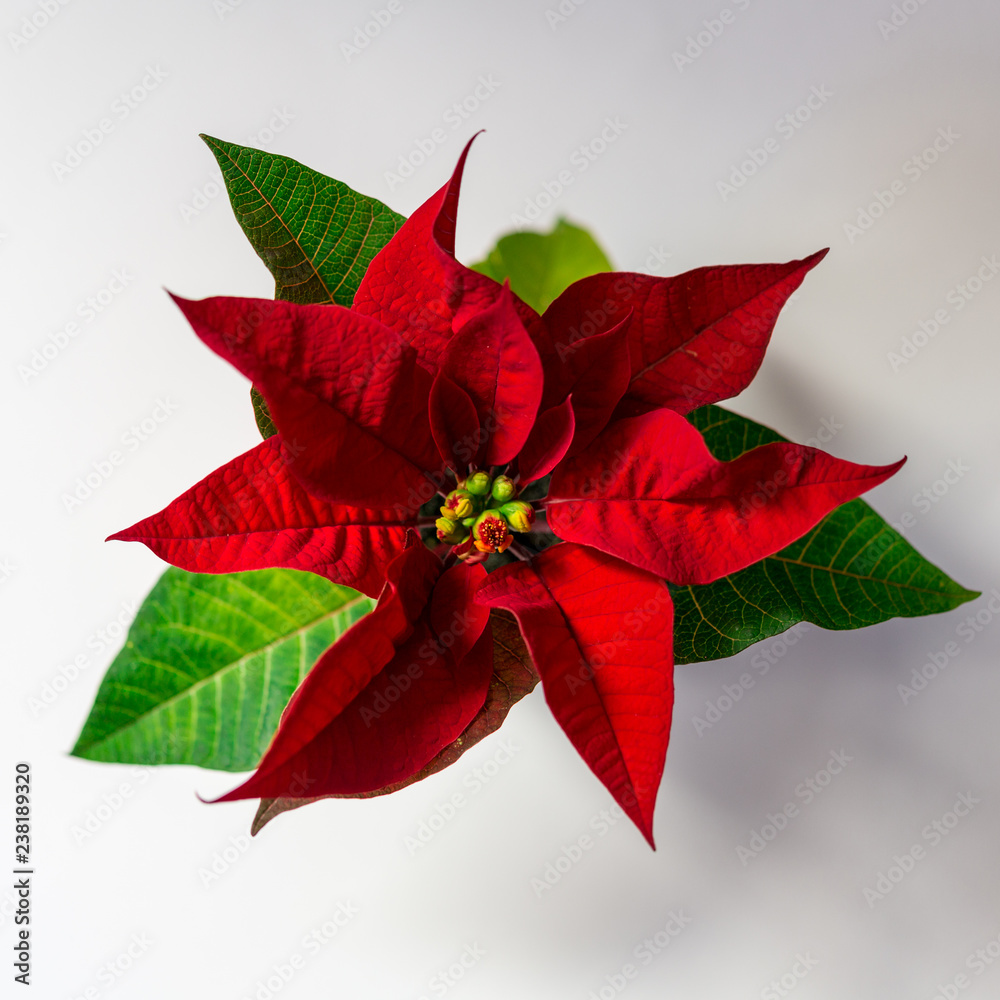 One flower Christmas star on a white background. Square. View from the top. Flatlay One flower Christmas star on a white background. Square. View from the top. Flatlay