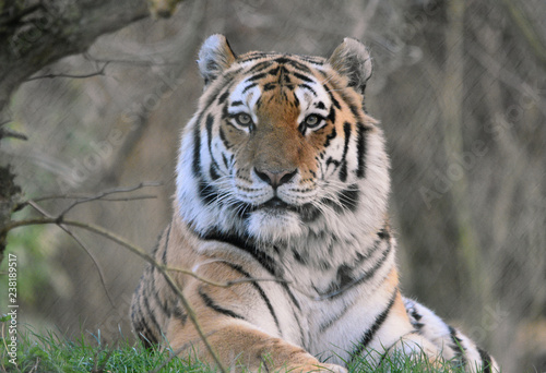Tiger with eye contact face on