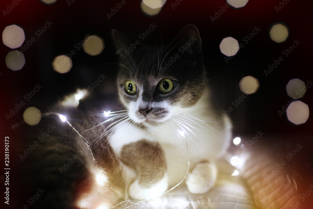 Gray cat among the festive lights from the Christmas garland Gray cat among the festive lights from the Christmas garland