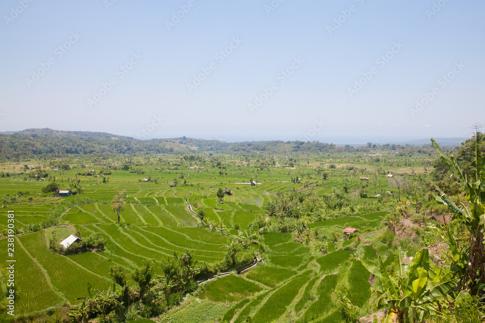Landscape with rice fields. Landscape with rice fields.