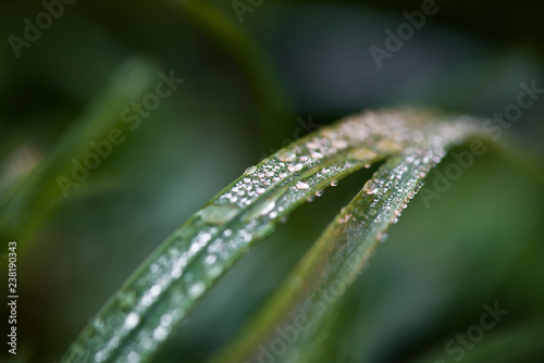 Macro shot of fragile green plant with rain drops in early morning. Concept of changing seasons and nature awakening.