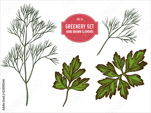 Vector collection of hand drawn colored  greenery