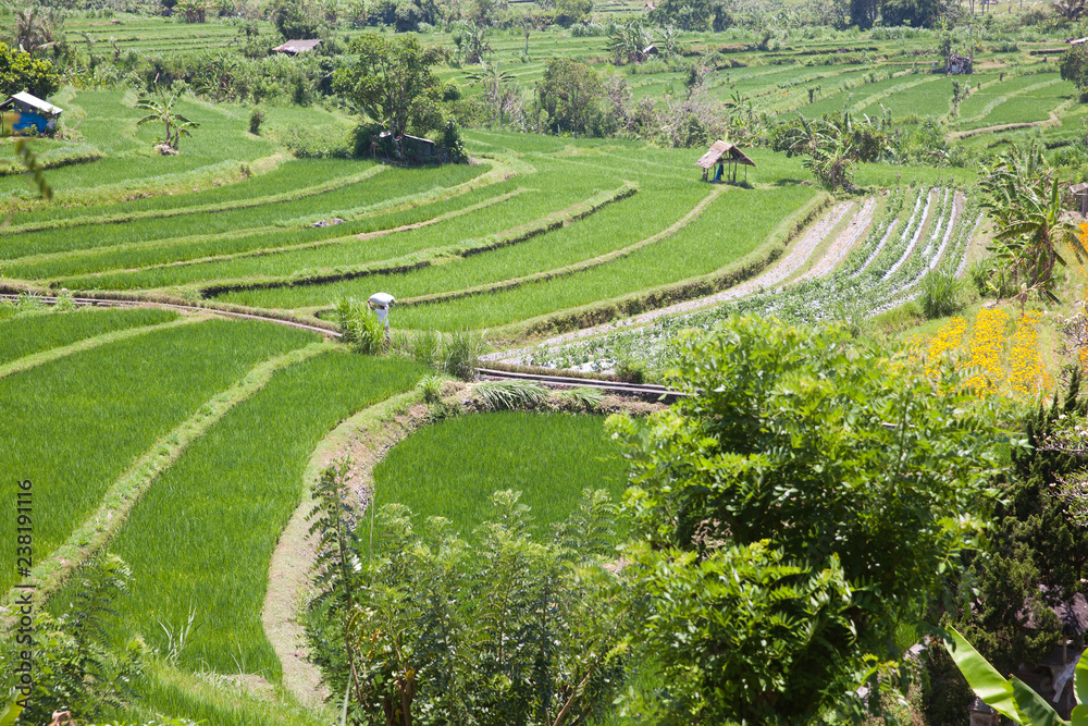 Rice plantations in Indonesia.