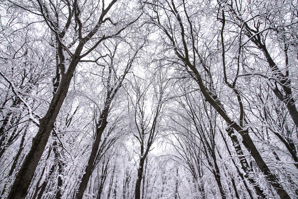 Heavy snow storm in park. Trees covered with deep, white and fluffy snow. Beautiful winter landscape scene outdoors. Concept of shoveling backyard. Winter wonderland after snow storm and hurricane Heavy snow storm in park. Trees covered with deep, white and fluffy snow. Beautiful winter landscape scene outdoors. Concept of shoveling backyard. Winter wonderland after snow storm and hurricane