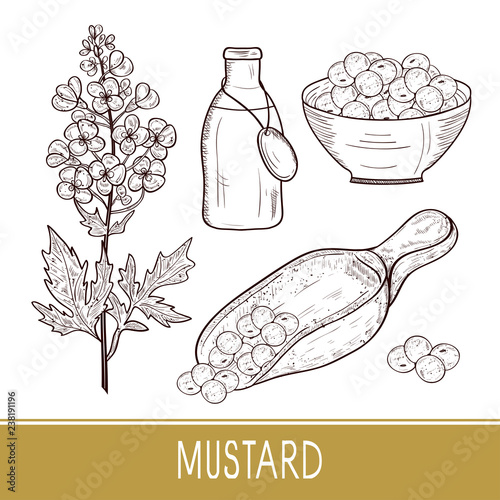 Mustard. Plant. Flowers, leaves, seed. Bottle with oil, a bowl. Sketch. Set.