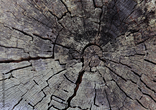Old tree stump background. Rough textured surface with rings and cracks.