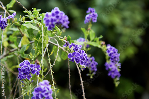 Small purple flowers with bright green leaves