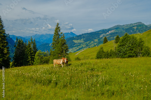 Small herd of cows graze in the Alpine meadow in Switzerland