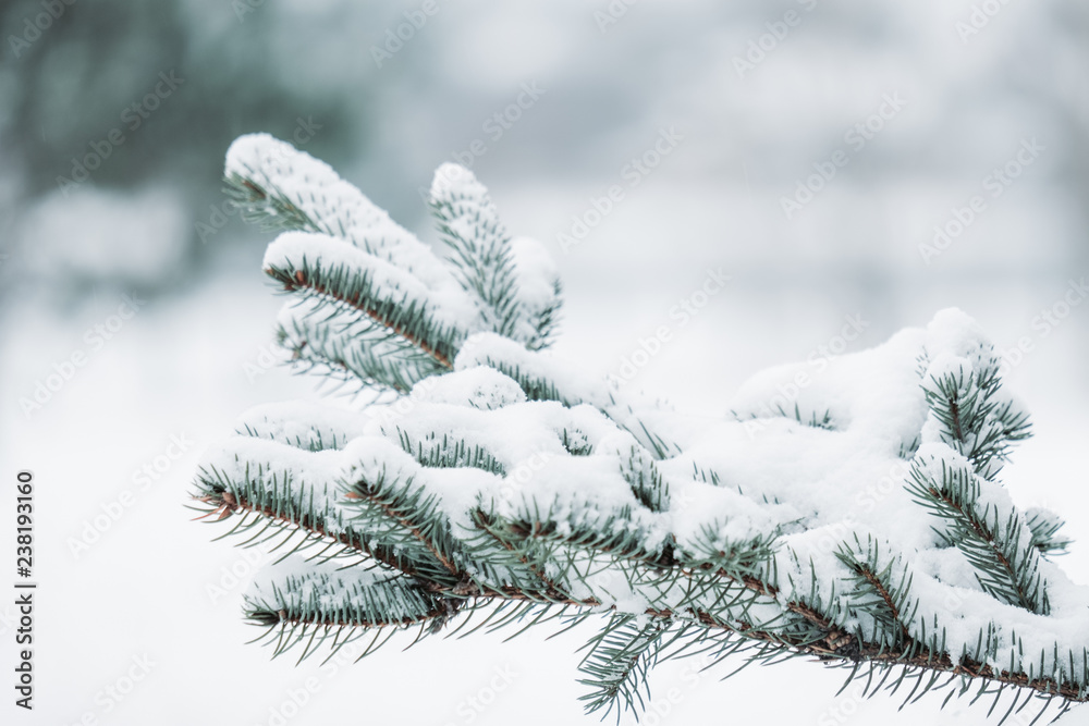 Christmas evergreen spruce tree with fresh snow on white. Beautiful winter season background. 