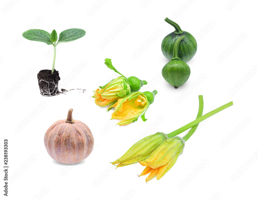 Collection set of pumpkin isolated on white background, Soft pumpkin,yellow pumpkin,flower pumpkin,green pumpkin. Collection set of pumpkin isolated on white background, Soft pumpkin,yellow pumpkin,flower pumpkin,green pumpkin.