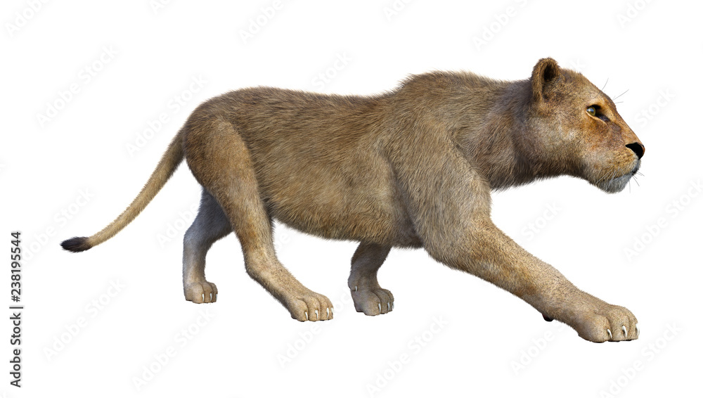 Fototapeta premium 3D Rendering Female Lion on White