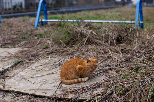 田舎の野っ原での猫