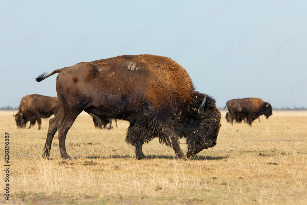American Bison walks in a herd at a steppe in Askania-Nova
