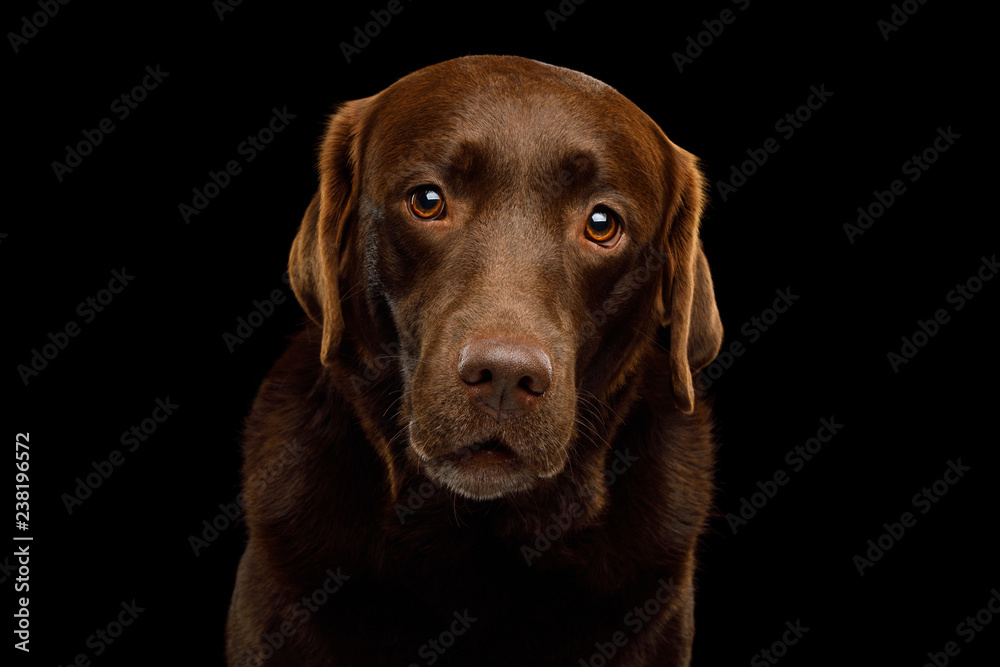 Funny Portrait of Amazement Labrador retriever dog Gazing on isolated black background, front view