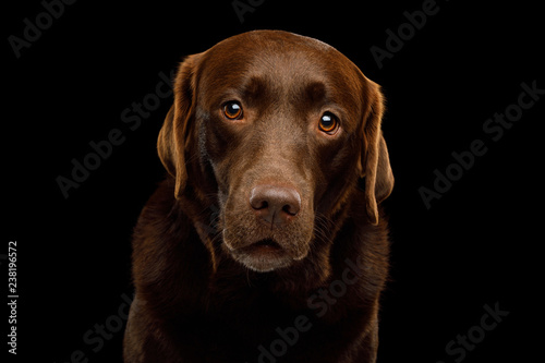 Funny Portrait of Amazement Labrador retriever dog Gazing on isolated black background  front view