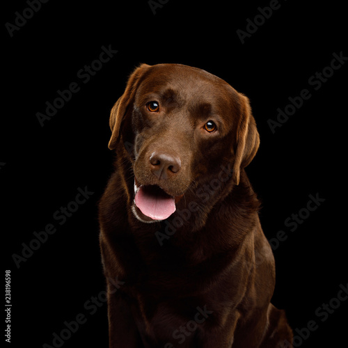 Funny Portrait of Happy Labrador retriever dog Looking in camera and smiling on isolated black background, front view