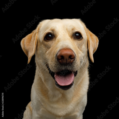 Fototapeta Naklejka Na Ścianę i Meble -  Funny Portrait of Labrador retriever dog Smiling and Looking in camera on isolated black background, front view