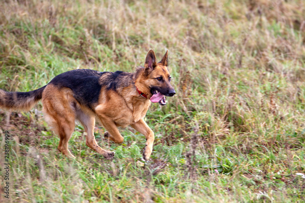 Dog breed German Shepherd running on the field in autumn. Coursing Dog breed German Shepherd running on the field in autumn. Coursing