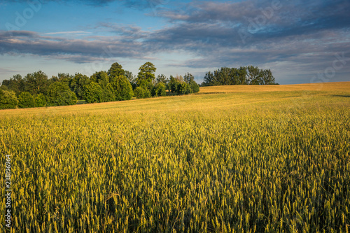Fototapeta Naklejka Na Ścianę i Meble -  Landscape with masurian meadows near Banie Mazurskie, Masuria, Poland
