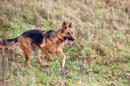 Dog breed German Shepherd running on the field in autumn. Coursing © annatronova