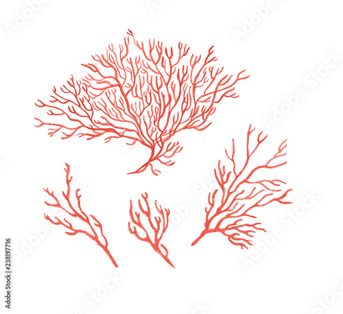Wallpaper Mural Watercolor painting set of  red corals. Design elements  Torontodigital.ca
