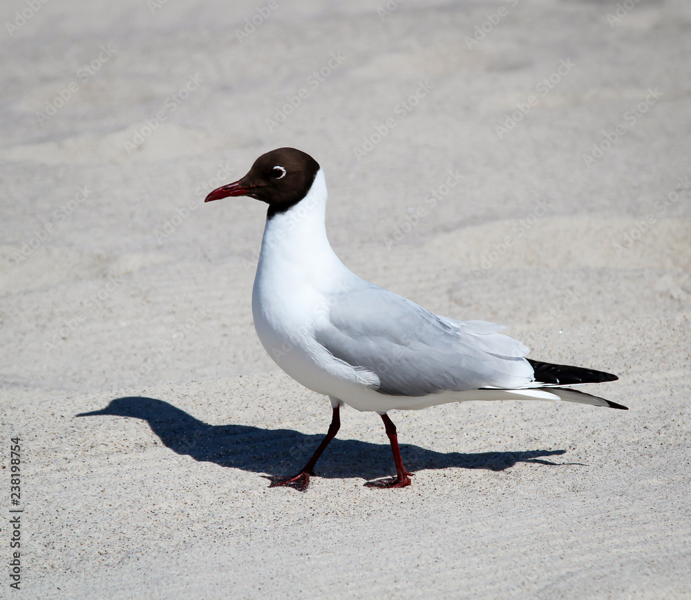 Fototapeta premium Möwe am Strand, Sand