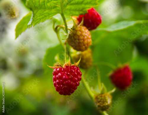 Raspberry berries ripen