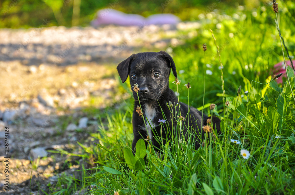 Puppy in the grass Puppy in the grass