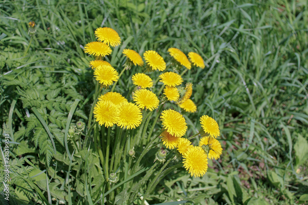 yellow flower Flowering plant Freshness beauty in Nature fragility vulnerability Growth head petal close-up yellow flower Flowering plant Freshness beauty in Nature fragility vulnerability Growth head petal close-up