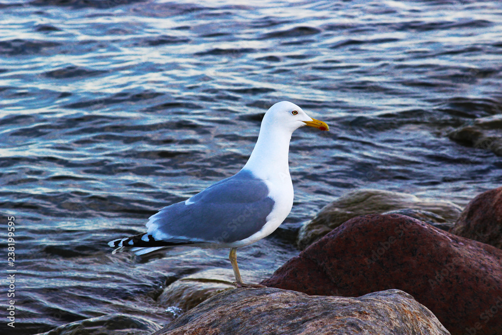 Seagull on the stone. Close up view. Natural background Seagull on the stone. Close up view. Natural background