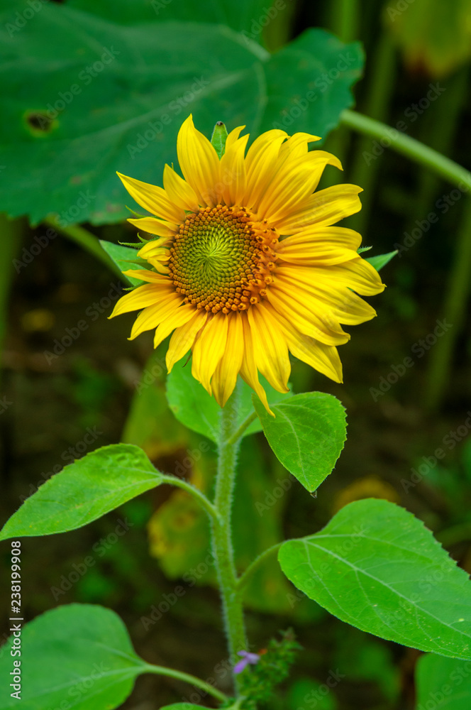 Yellow sunflowers on the background of the summer sky Yellow sunflowers on the background of the summer sky