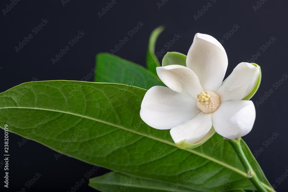 Fototapeta premium White magnolia flower and green leaf on isolated black background.