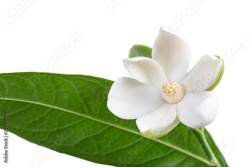 White magnolia flower and green leaf on isolated white background.