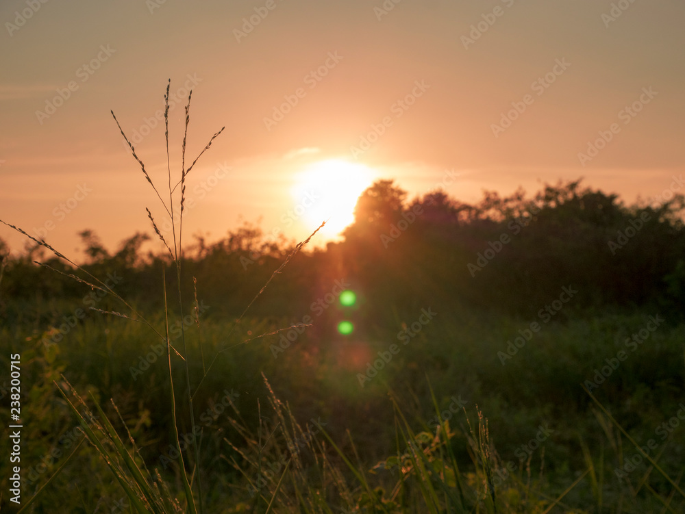 Fototapeta premium sunset over wheat field