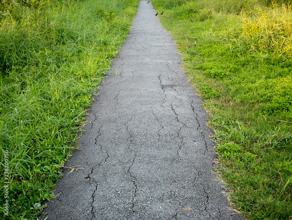 path in the park