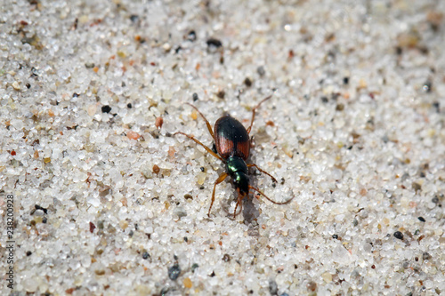 Käfer im Sand