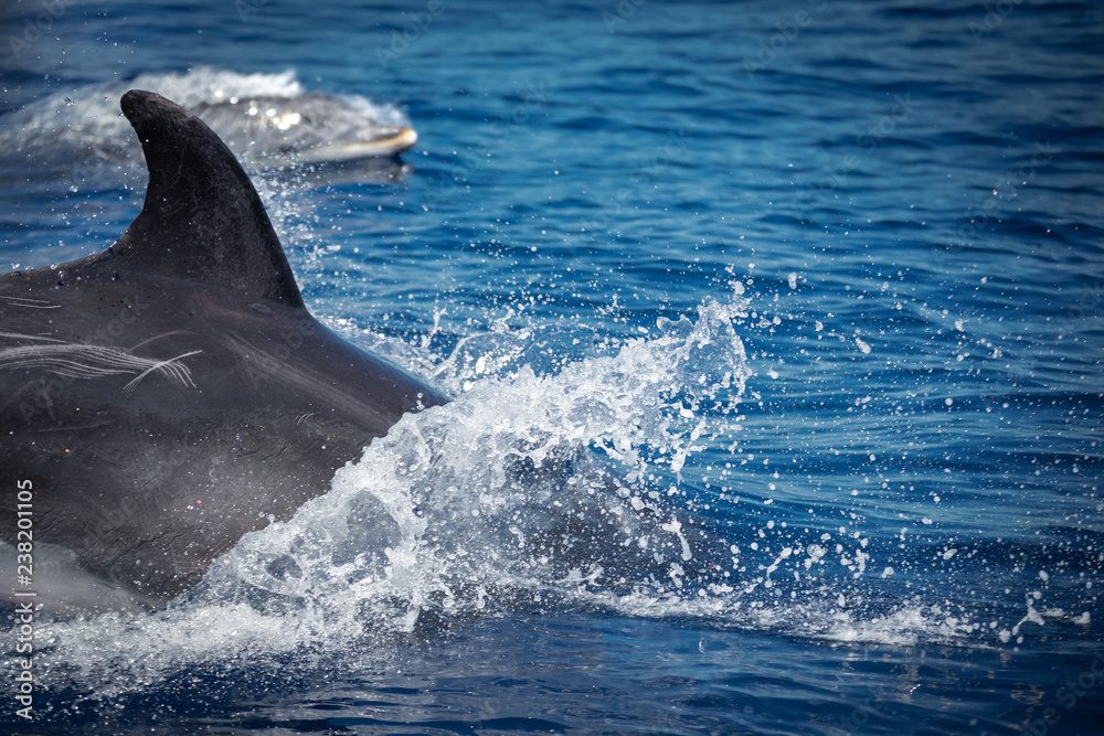 Fototapeta premium A jumping family of wild bottlenose dolphins, Tursiops truncatus, spotted during a whale watching trip in front of the coast between Pico and Faial, in the western Açores Islands.