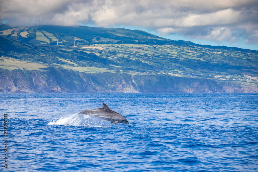 Fototapeta premium A jumping family of wild bottlenose dolphins, Tursiops truncatus, spotted during a whale watching trip in front of the coast between Pico and Faial, in the western Açores Islands.