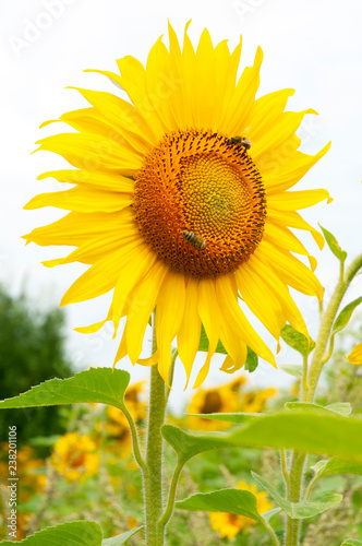 Yellow sunflowers on the background of the summer sky