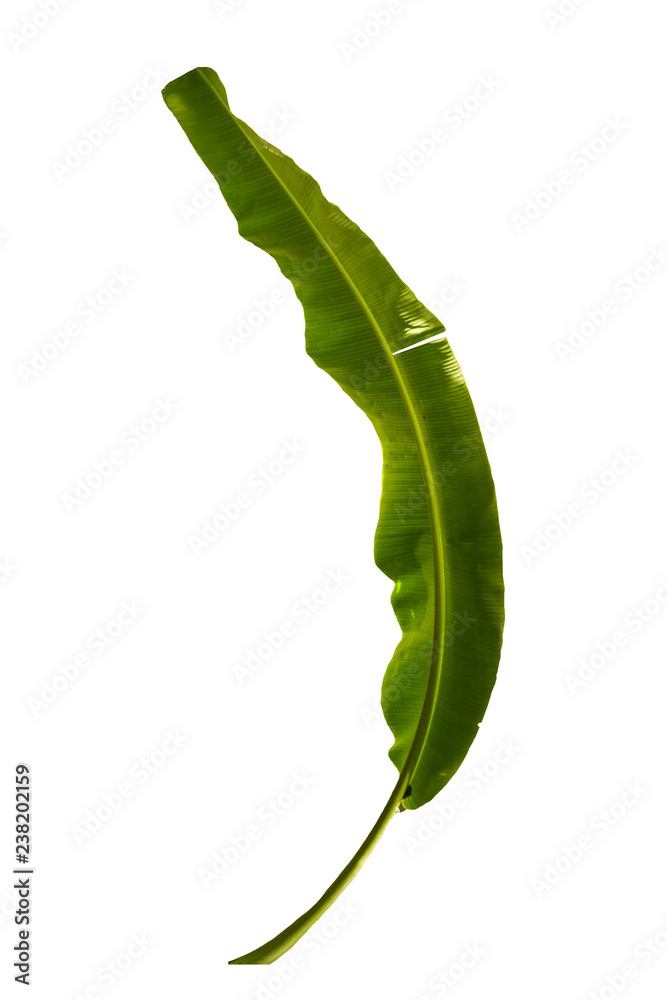 Banana Leaf Close Up Banana Leaf Close Up